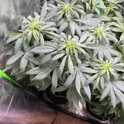 Medical grow: Painkiller XL