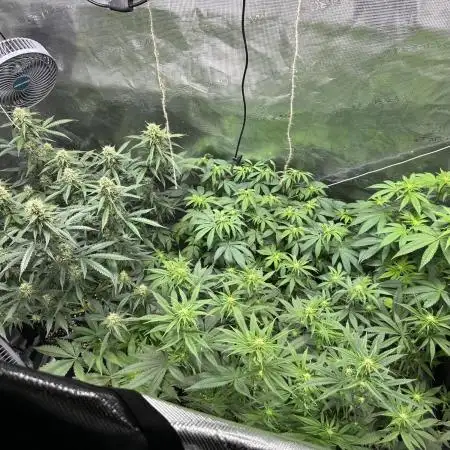 2nd grow