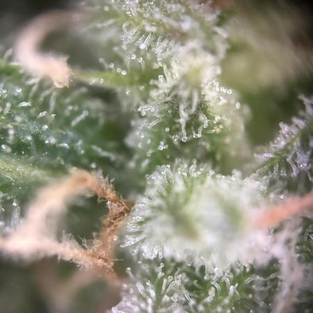 Outdoor/Indoor Testgrow