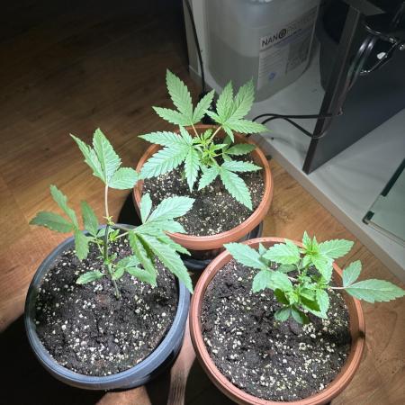 2nd grow