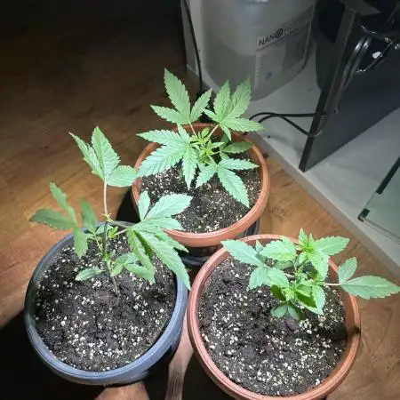 2nd grow