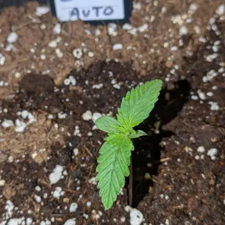 Z-Up Auto by Fast Buds