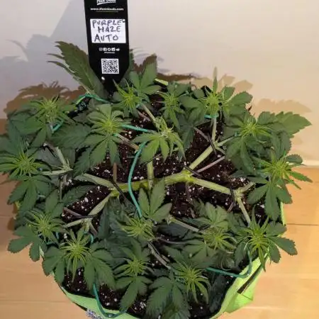 Purple Haze Auto by Fast Buds