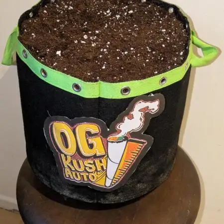 OG Kush Auto by Fast Buds