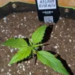 Afghan Kush Auto by Fast Buds