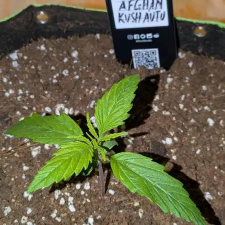 Afghan Kush Auto by Fast Buds