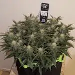 Z-Up Auto by Fast Buds