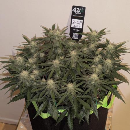 Z-Up Auto by Fast Buds
