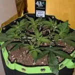 Purple Haze Auto by Fast Buds