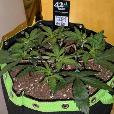 Purple Haze Auto by Fast Buds