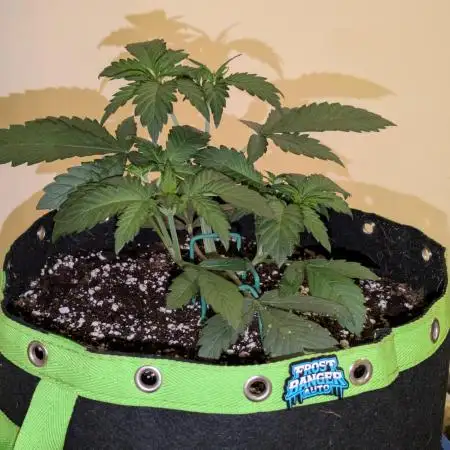 Frostbanger Auto by Fast Buds
