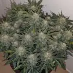 Z-Up Auto by Fast Buds
