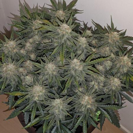 Z-Up Auto by Fast Buds