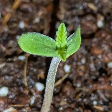 Z-Up Auto by Fast Buds
