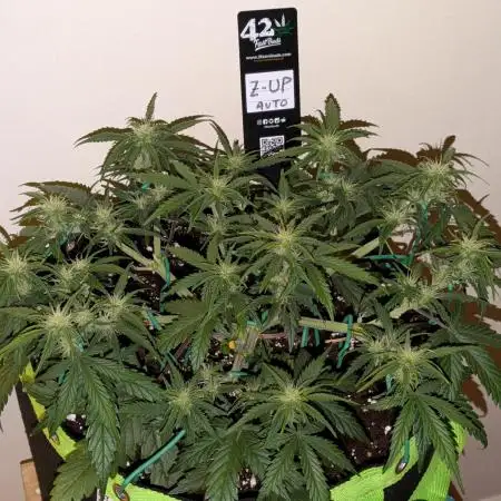Z-Up Auto by Fast Buds