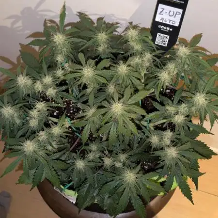 Z-Up Auto by Fast Buds