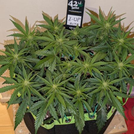 Z-Up Auto by Fast Buds