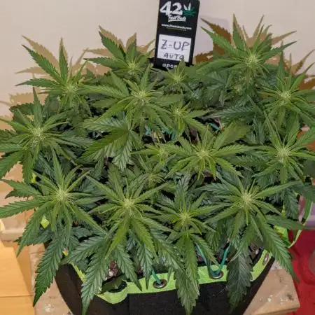 Z-Up Auto by Fast Buds