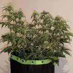 Purple Haze Auto by Fast Buds