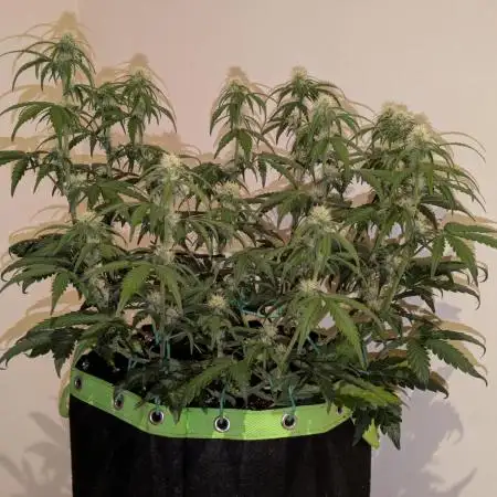 Purple Haze Auto by Fast Buds
