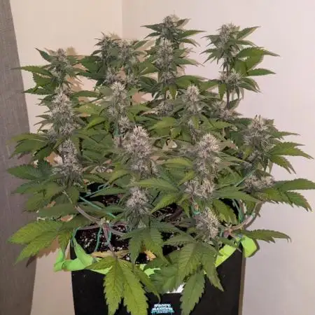 Frostbanger Auto by Fast Buds