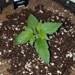 Apricot Auto by Fast Buds