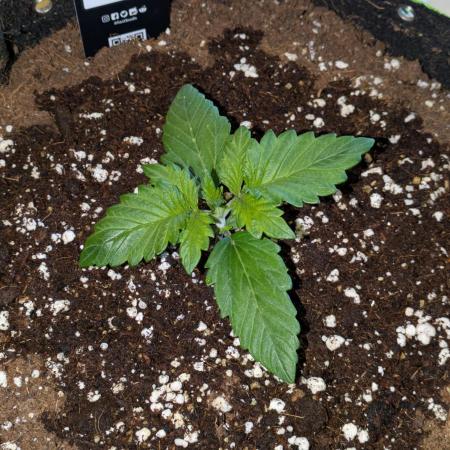Apricot Auto by Fast Buds