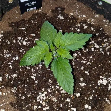 Apricot Auto by Fast Buds
