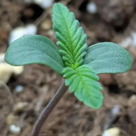 Purple Haze Auto by Fast Buds