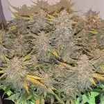 Z-Up Auto by Fast Buds