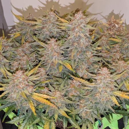 Z-Up Auto by Fast Buds