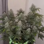 Purple Haze Auto by Fast Buds