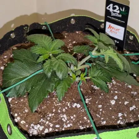 Apricot Auto by Fast Buds