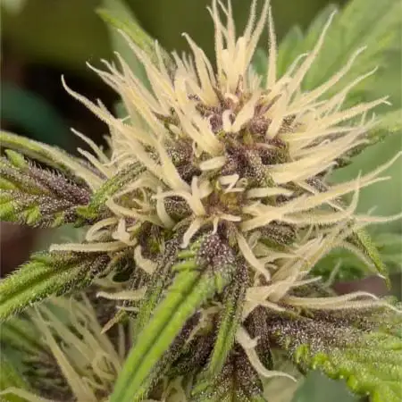 Frostbanger Auto by Fast Buds