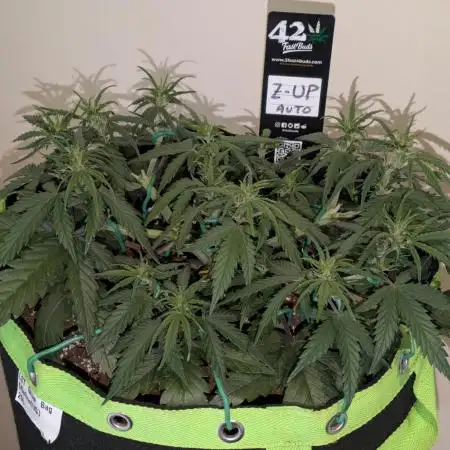 Z-Up Auto by Fast Buds
