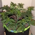 Frostbanger Auto by Fast Buds
