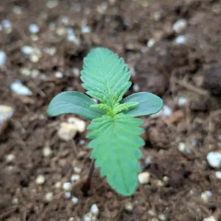 Purple Haze Auto by Fast Buds