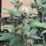 Frostbanger Auto by Fast Buds