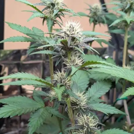 Frostbanger Auto by Fast Buds