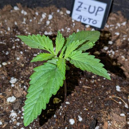 Z-Up Auto by Fast Buds