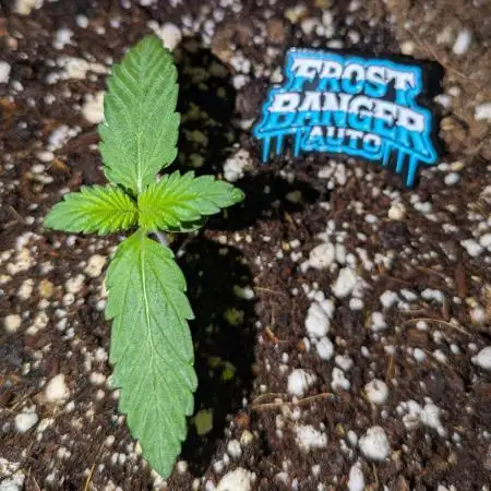 Frostbanger Auto by Fast Buds