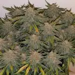 Z-Up Auto by Fast Buds