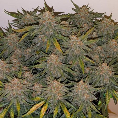 Z-Up Auto by Fast Buds