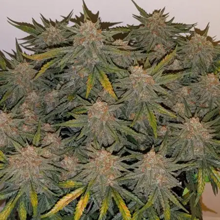 Z-Up Auto by Fast Buds