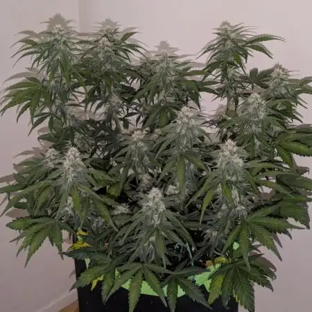 Purple Haze Auto by Fast Buds