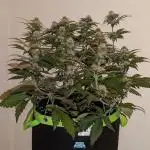 Frostbanger Auto by Fast Buds