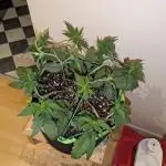 Frostbanger Auto by Fast Buds