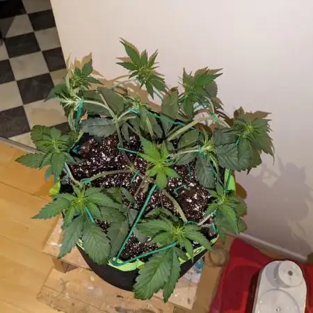 Frostbanger Auto by Fast Buds