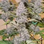 Frostbanger Auto by Fast Buds
