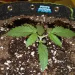 Frostbanger Auto by Fast Buds